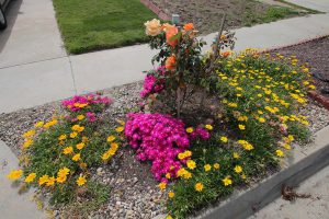 Image of flowers in a garden