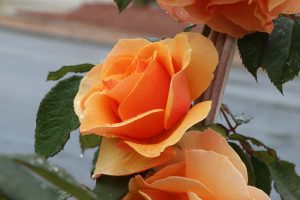 Image of an orange rose flower