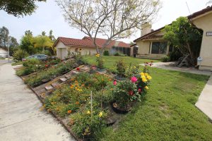 Image of flowers and grass in front yard of a house.