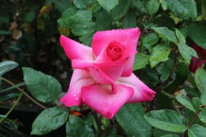 Image of a red rose flower