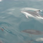 Dolphins in New Zealand