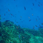 The Great Barrier Reef