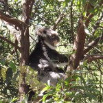 Kola in a tree