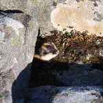 A Lemming