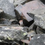 Cute critter