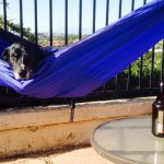 Chill dog