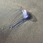 A Portuguese Man-o-War