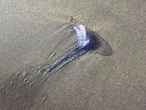 A Portuguese Man-o-War